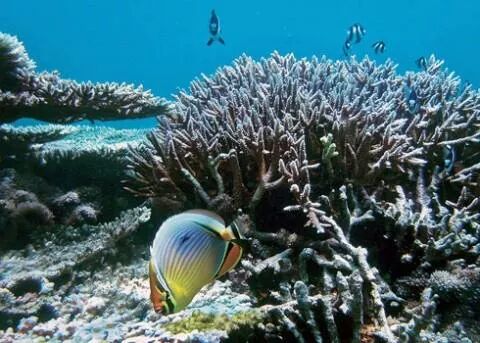 coral reef mauritius