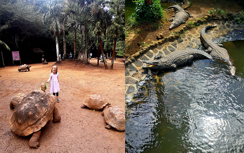 crocodile