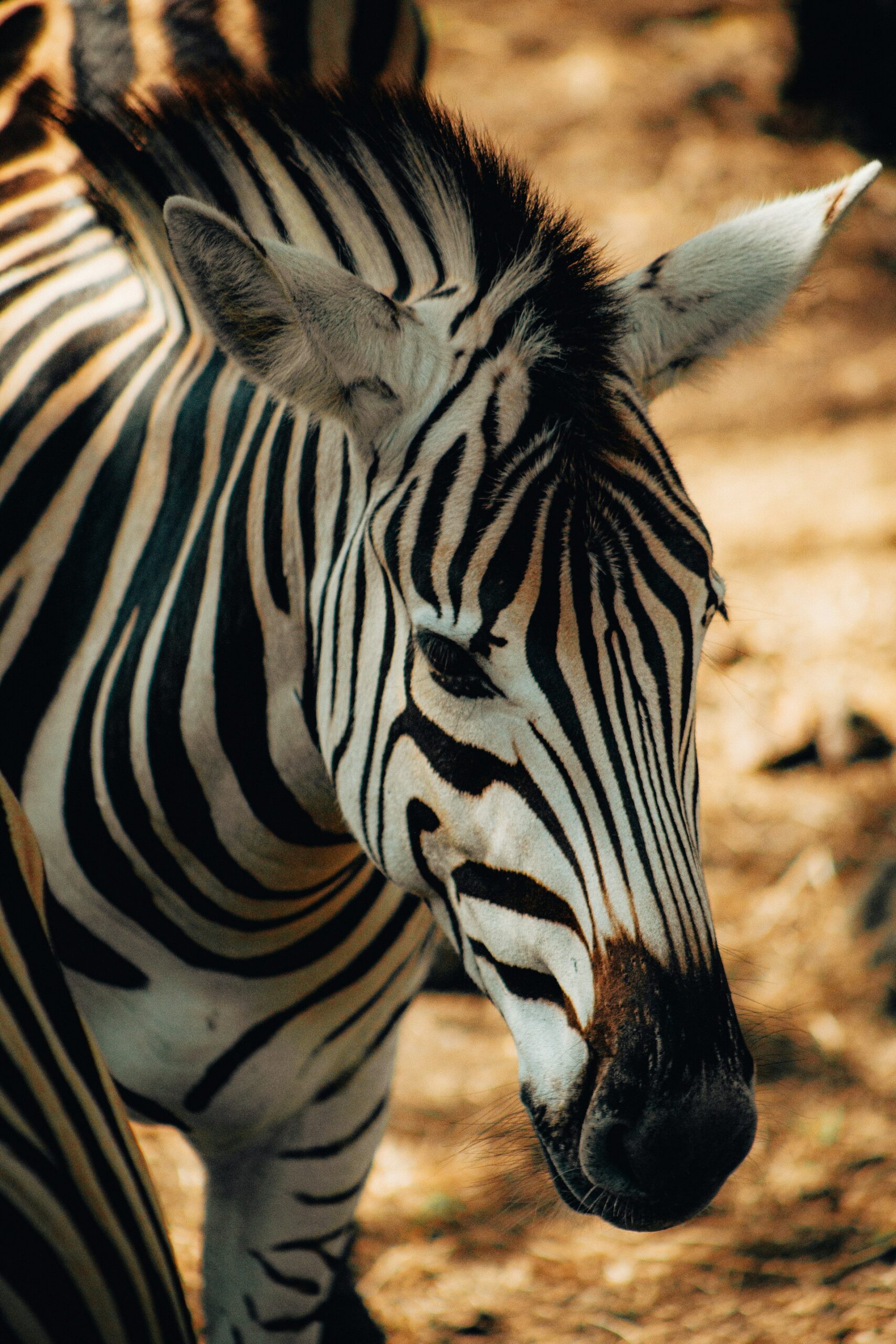 samy-mounichy-MZCwclZC1e4-unsplash